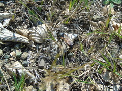 Dasypogon