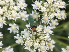 Anogcodes seladonius