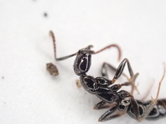 Leptogenys intermedia