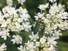 Anogcodes seladonius