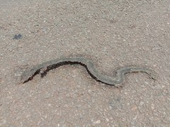 Craspedocephalus gramineus