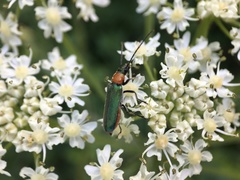 Anogcodes seladonius