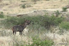 Tragelaphus imberbis