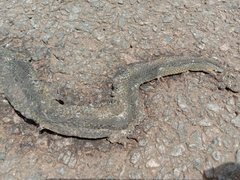 Craspedocephalus gramineus