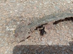 Craspedocephalus gramineus