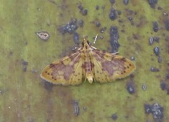 Conogethes haemactalis