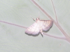 Cnaphalocrocis patnalis