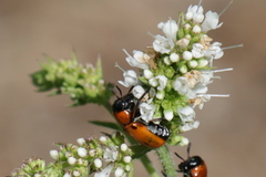Coptocephala