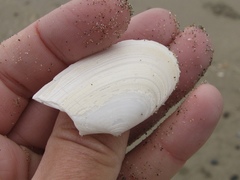 Megangulus bodegensis
