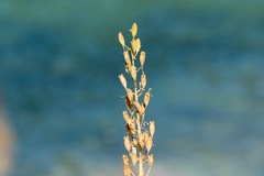 Camassia quamash