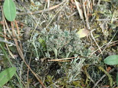 Cladonia phyllophora