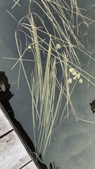 Sparganium angustifolium