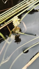 Sparganium angustifolium