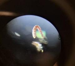 Leptogenys intermedia