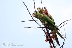 Psittacara chloropterus