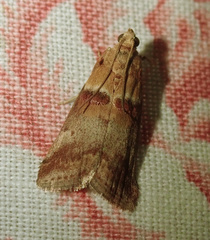 Acrobasis tumidana