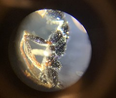 Leptogenys intermedia