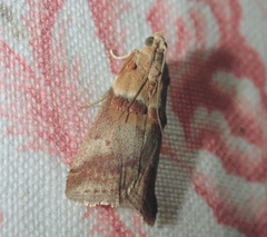 Acrobasis tumidana