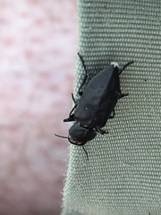 Melanophila acuminata