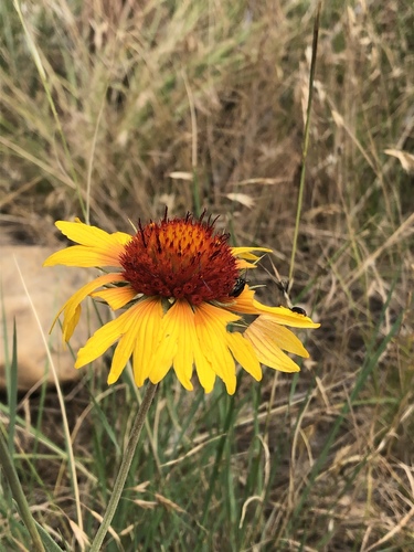 Gaillardia aristata