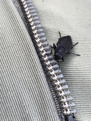 Melanophila acuminata