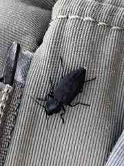 Melanophila acuminata