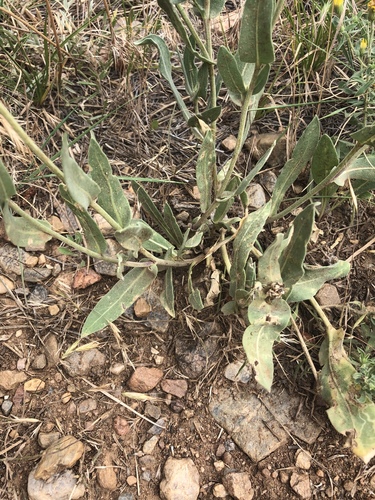 Gaillardia aristata