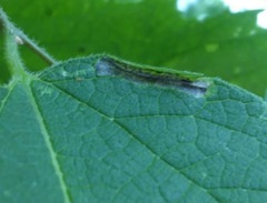 Phyllonorycter celtisella