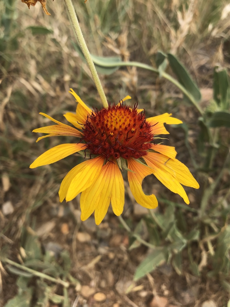 Gaillardia aristata, Flatirons Vista, Boulder, CO, US