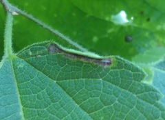 Phyllonorycter celtisella