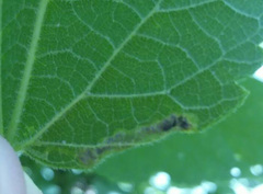 Phyllonorycter celtisella
