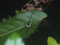 Dolomedes mizhoanus