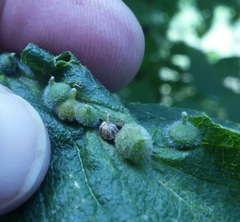 Celticecis celtiphyllia