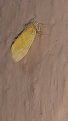 Lepidoptera