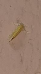 Lepidoptera