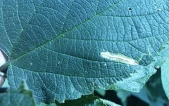 Phyllonorycter celtisella