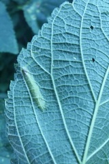 Phyllonorycter celtisella