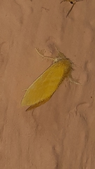 Lepidoptera