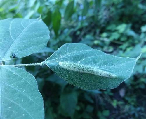 Tentiform Bean Leafminer