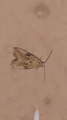 Lepidoptera