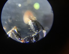 Leptogenys intermedia