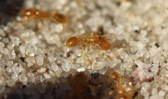 Solenopsis punctaticeps