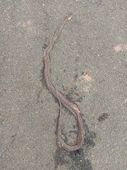 Boiga