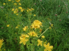 Hypericum maculatum obtusiusculum