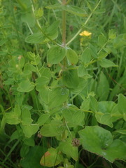 Hypericum maculatum obtusiusculum