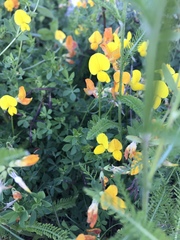Lotus corniculatus