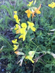 Lotus corniculatus