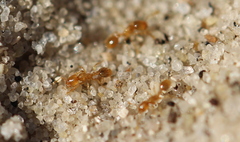 Solenopsis punctaticeps