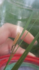 Agriphila tristella