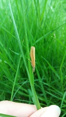 Agriphila tristella